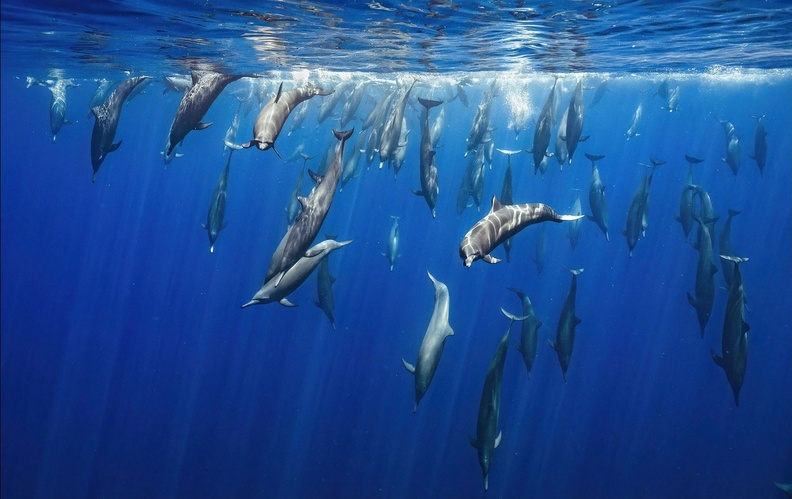 Spinner Dolphins (Stenella longirostris) dive in the Pacific Ocean ‘Lights Will Guide You Home’, Costa Rica